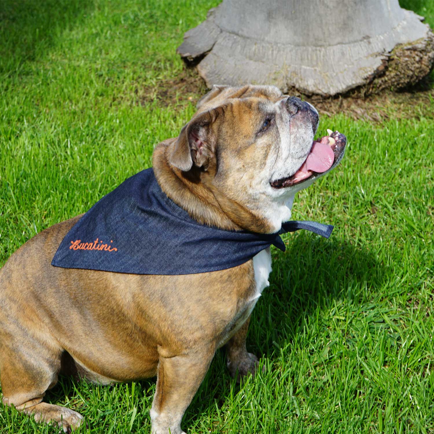 Haute Dog Custom Embroidered Bandana Monogramming ATELIER SAUCIER - Atelier Saucier