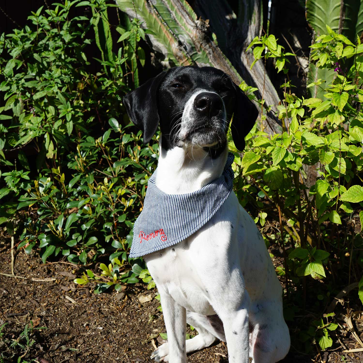 Haute Dog Custom Embroidered Bandana Monogramming ATELIER SAUCIER - Atelier Saucier