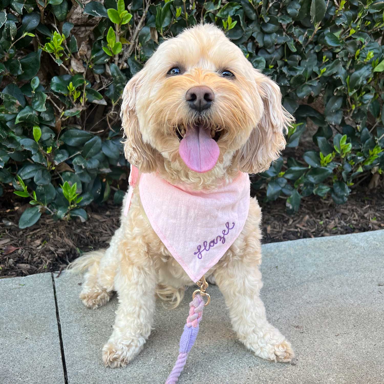 Haute Dog Custom Embroidered Bandana Monogramming ATELIER SAUCIER - Atelier Saucier